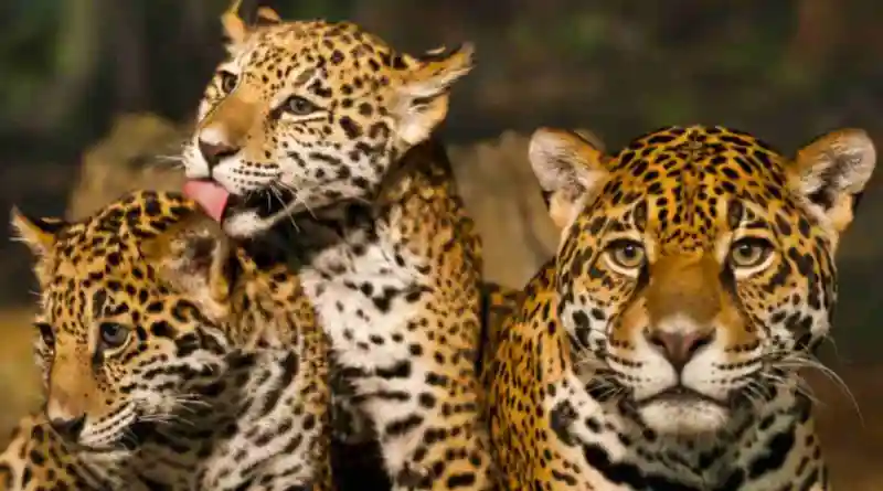 Parque das Cataratas do Iguaçu registra recorde de filhotes de onça-pintada; pesquisadores alertam que nem todos devem sobreviver